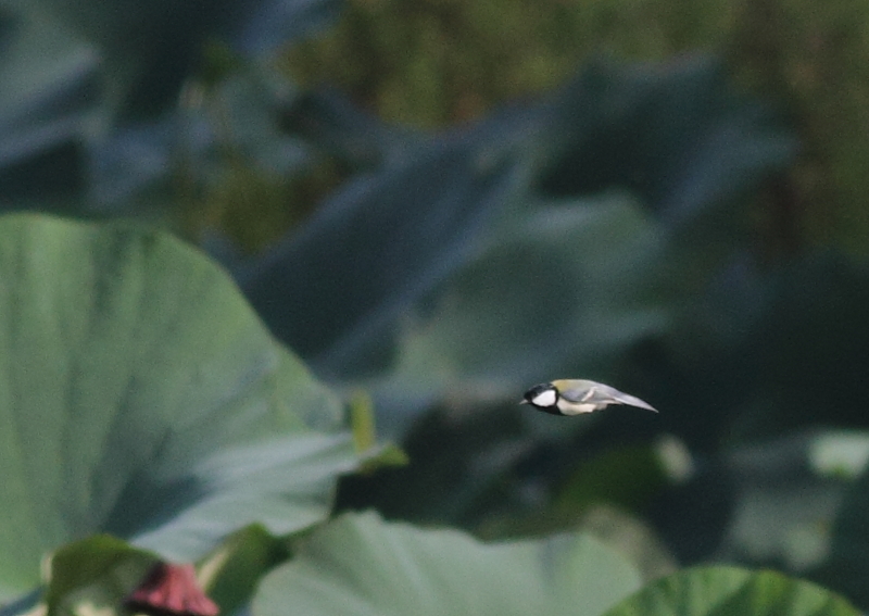 f:id:funatuyo:20140910080714j:image