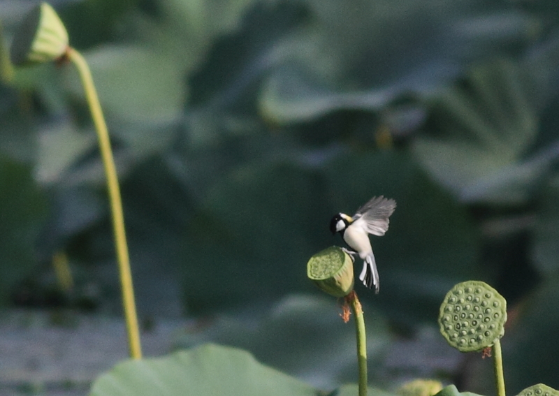 f:id:funatuyo:20140910080715j:image