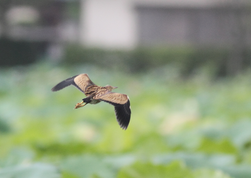 f:id:funatuyo:20140911102403j:image