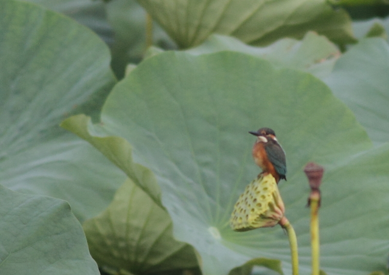 f:id:funatuyo:20140912095712j:image