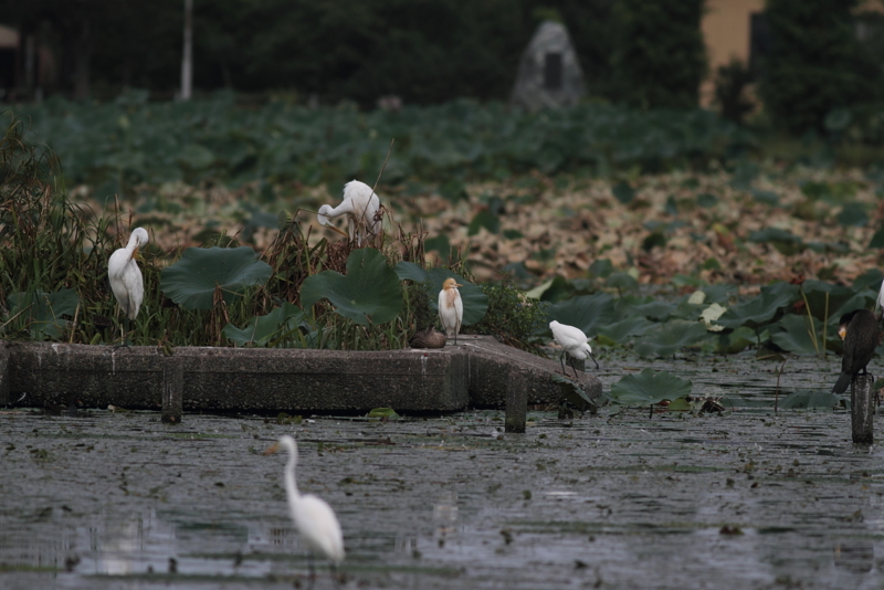 f:id:funatuyo:20140915100132j:image
