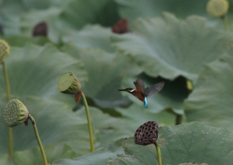 f:id:funatuyo:20140915100556j:image