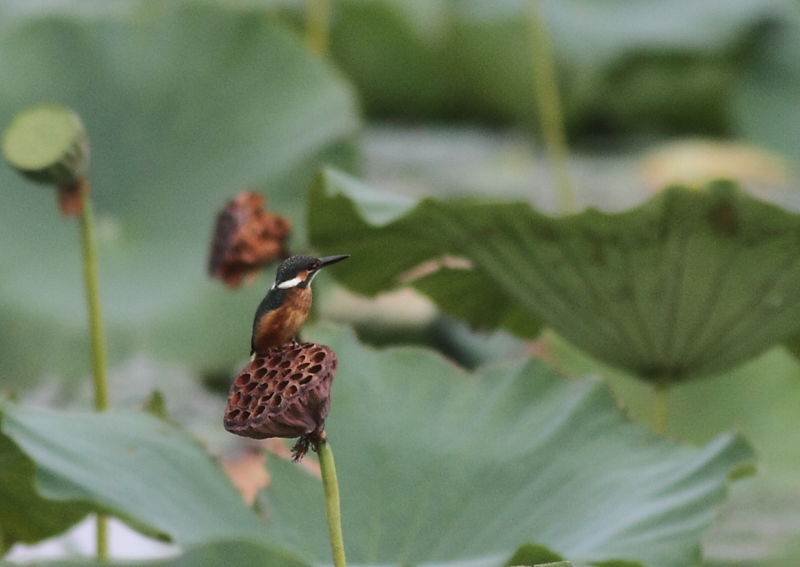 f:id:funatuyo:20140915100936j:image