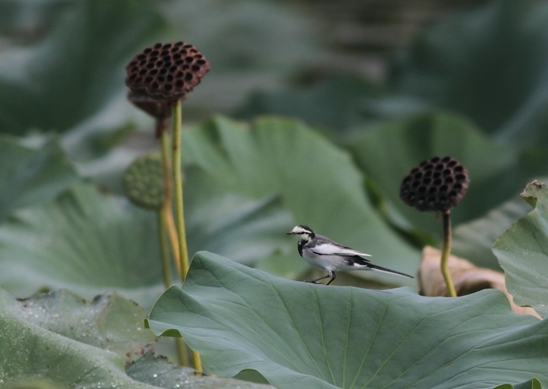 f:id:funatuyo:20140917083844j:image