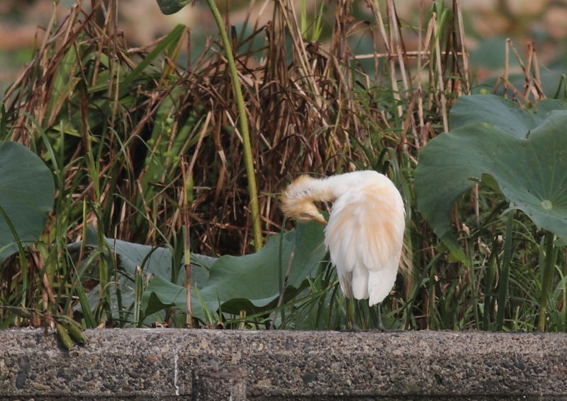 f:id:funatuyo:20140917084156j:image
