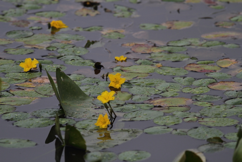 f:id:funatuyo:20140925162733j:image