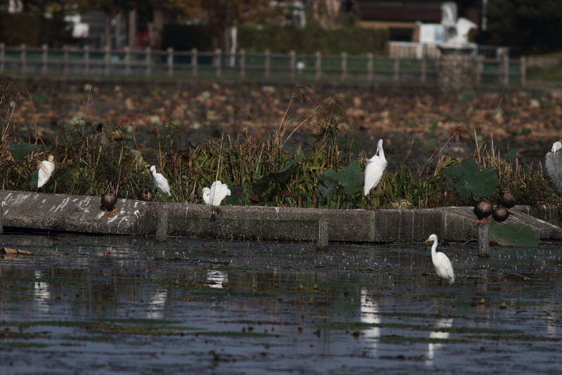 f:id:funatuyo:20140930083415j:image