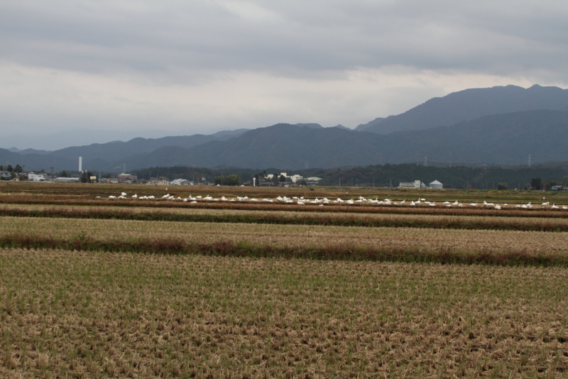 f:id:funatuyo:20141023123428j:image