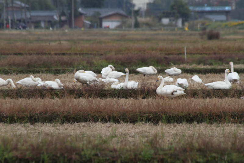 f:id:funatuyo:20141023123444j:image