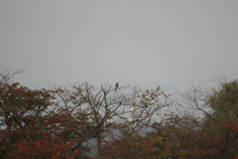 f:id:funatuyo:20141023160010j:image