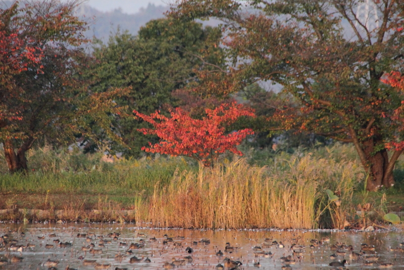 f:id:funatuyo:20141023163348j:image
