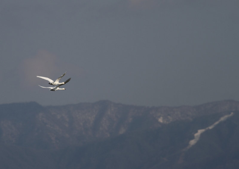 f:id:funatuyo:20141122104738j:image