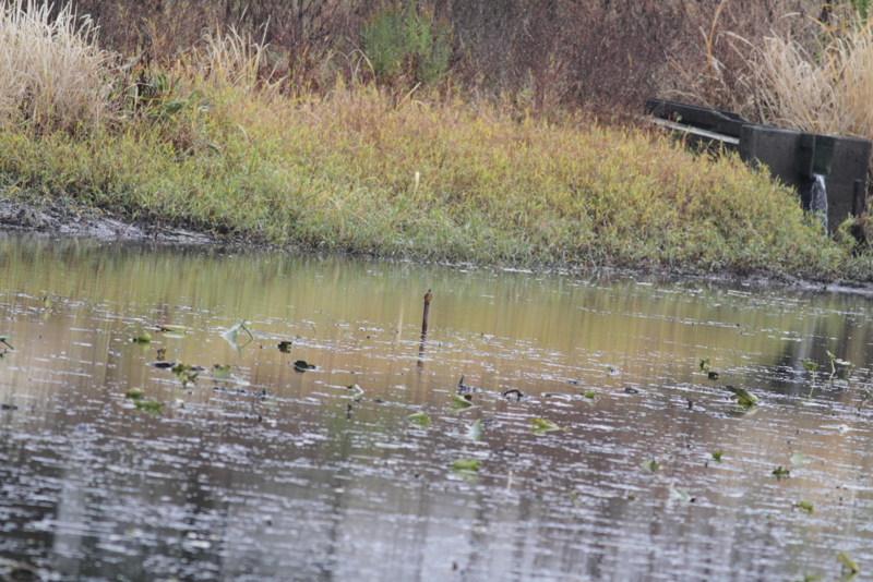 f:id:funatuyo:20141129101408j:image