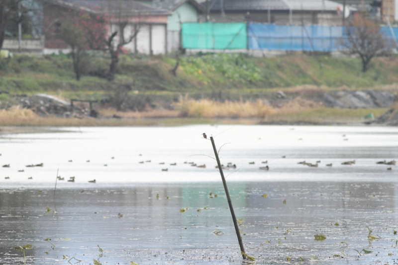 f:id:funatuyo:20141129102152j:image