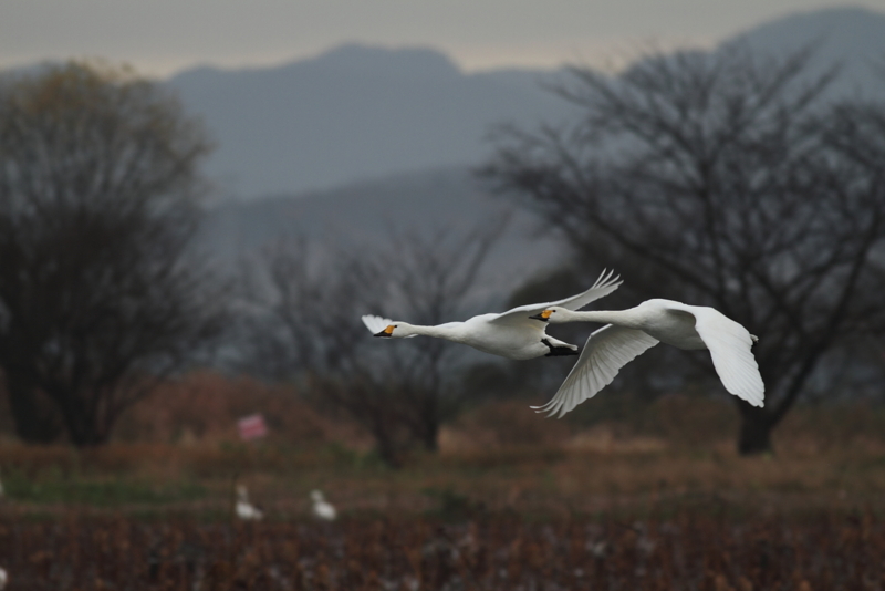 f:id:funatuyo:20141130080444j:image