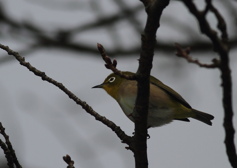 f:id:funatuyo:20141227230553j:image