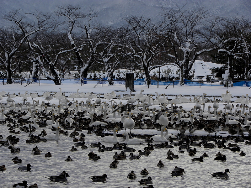 f:id:funatuyo:20150103085837j:image