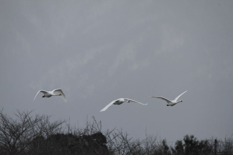 f:id:funatuyo:20150110085750j:image