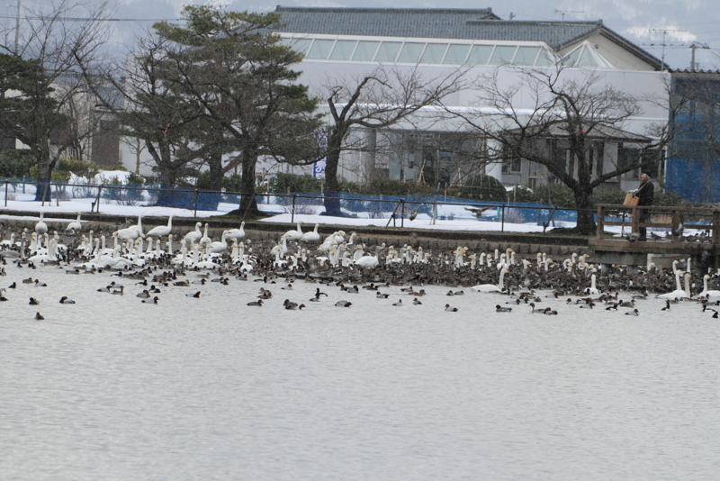f:id:funatuyo:20150110085956j:image