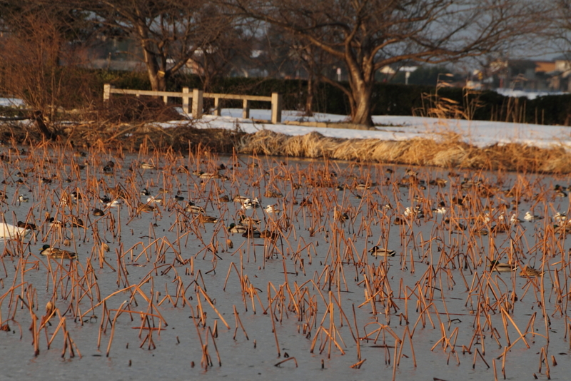 f:id:funatuyo:20150110160021j:image