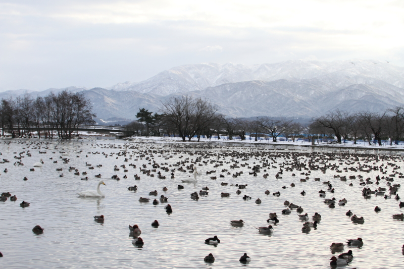 f:id:funatuyo:20150113081159j:image