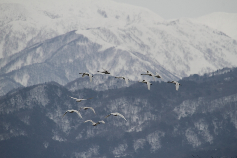 f:id:funatuyo:20150115085837j:image