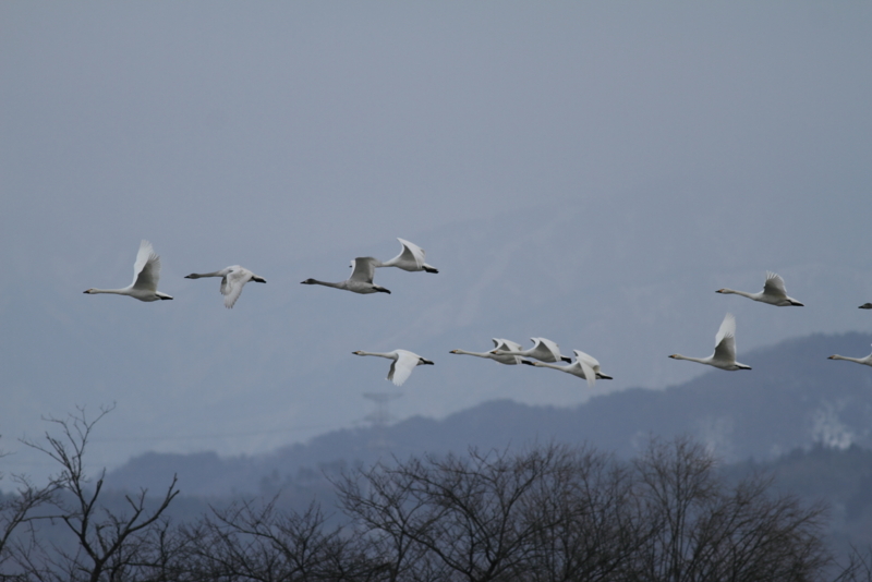 f:id:funatuyo:20150123085818j:image