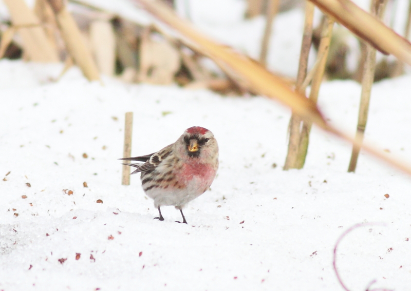 f:id:funatuyo:20150124113636j:image