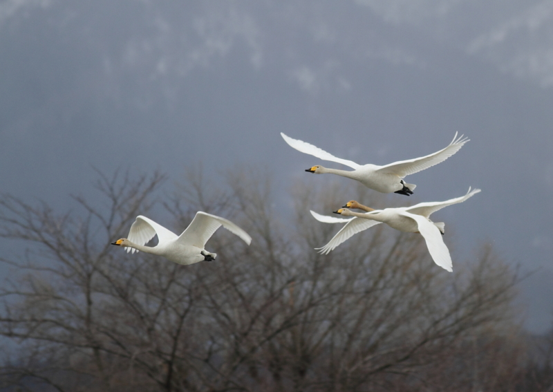 f:id:funatuyo:20150131103821j:image