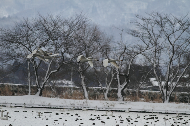 f:id:funatuyo:20150201083623j:image