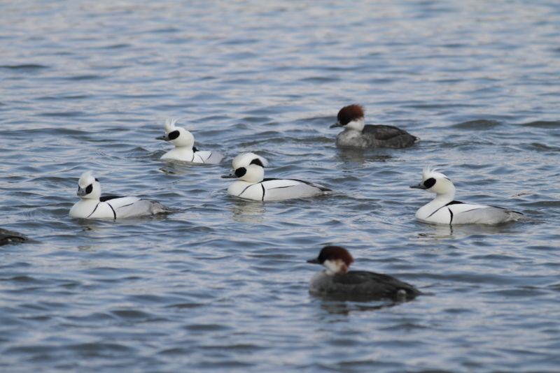 f:id:funatuyo:20150227103557j:image