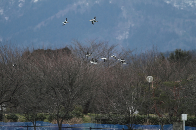 f:id:funatuyo:20150301092730j:image