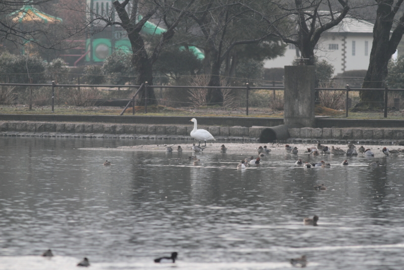 f:id:funatuyo:20150306071233j:image