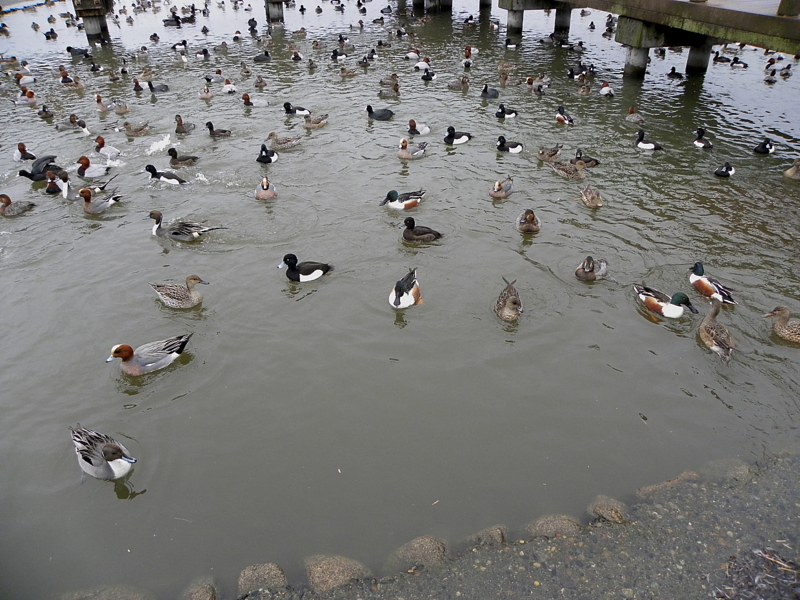 f:id:funatuyo:20150310085138j:image