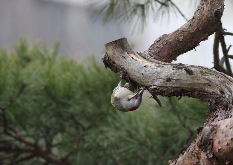 f:id:funatuyo:20150314104320j:image