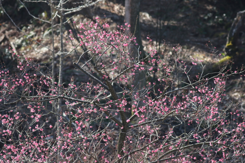 f:id:funatuyo:20150321093105j:image
