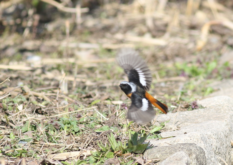 f:id:funatuyo:20150327083206j:image