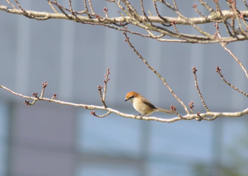 f:id:funatuyo:20150327090530j:image