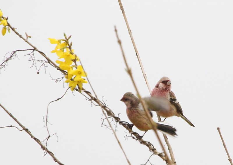 f:id:funatuyo:20150401085652j:image