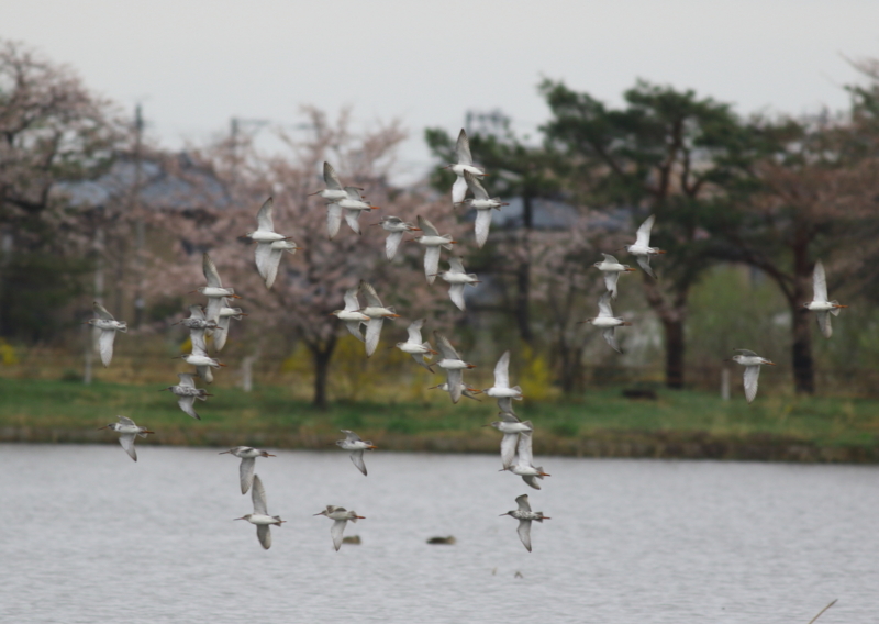 f:id:funatuyo:20150406082725j:image