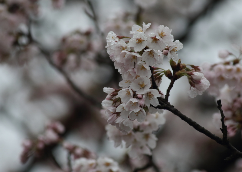 f:id:funatuyo:20150406083417j:image