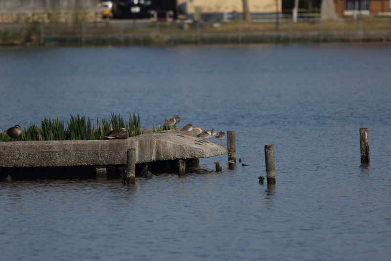 f:id:funatuyo:20150409081822j:image