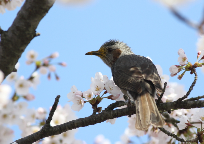 f:id:funatuyo:20150409083651j:image