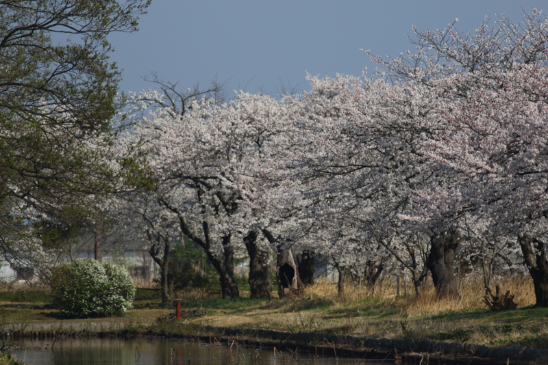 f:id:funatuyo:20150412091532j:image