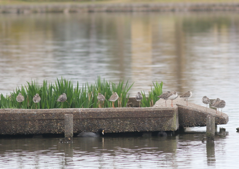 f:id:funatuyo:20150414084447j:image