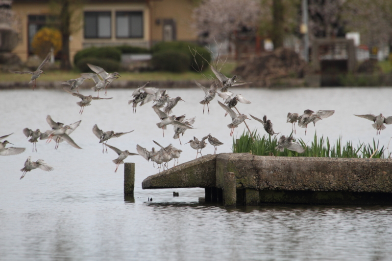 f:id:funatuyo:20150415083745j:image
