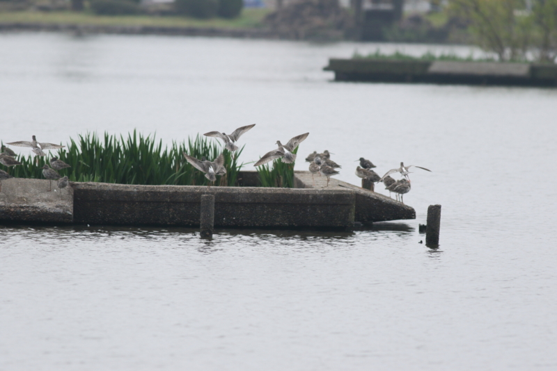 f:id:funatuyo:20150416085710j:image