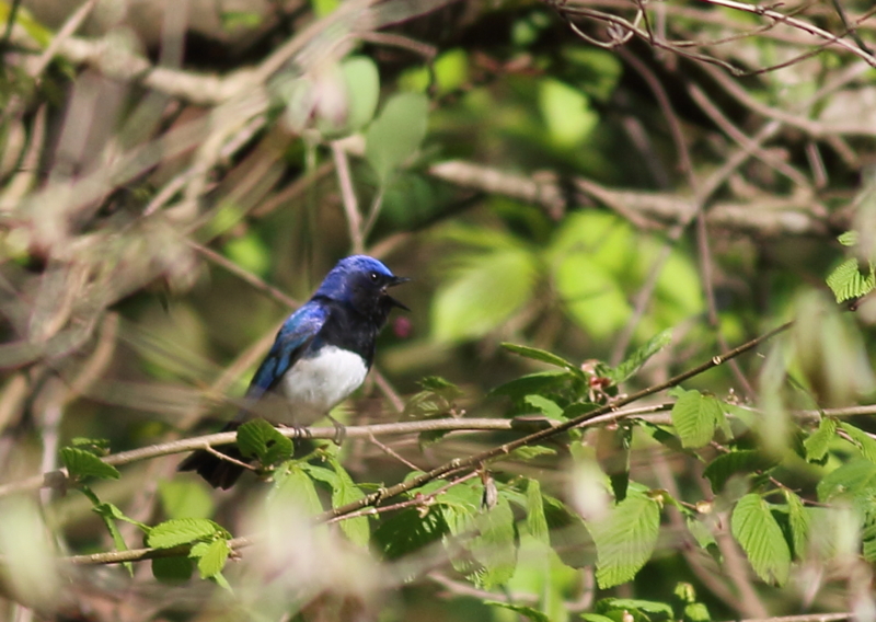 f:id:funatuyo:20150426072128j:image