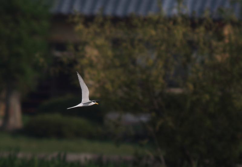 f:id:funatuyo:20150428072357j:image