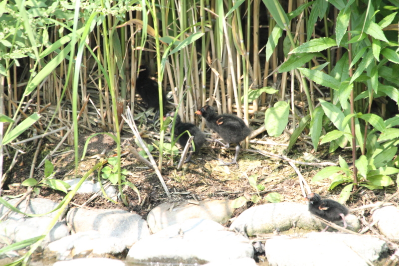 f:id:funatuyo:20150617081629j:image
